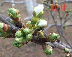 樱桃是先开花后长叶吗