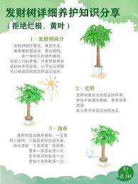 夏季树木生长旺季是啥时候